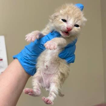 Cecil -  Domestic Short Hair Cat for Adoption in Birmingham, Alabama - Cecil | PetCurious