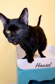 Domestic Short Hair Cats Available for Adoption in Fairfax, Virginia - Hansel | PetCurious