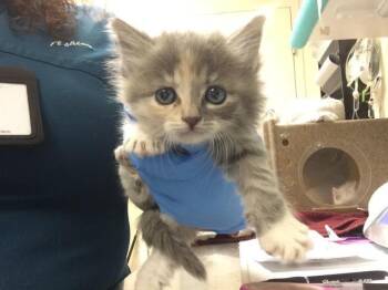 ANA -  Domestic Short Hair Cat for Adoption in Riverside, California - ANA | PetCurious