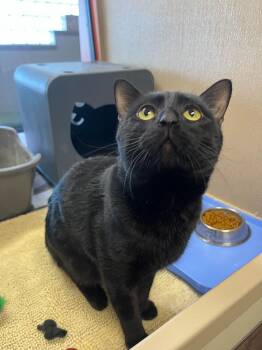 Domestic Long Hair Cats Available for Adoption - Naraku | PetCurious