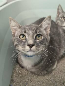 Boots -  Domestic Short Hair Cat for Adoption in Athens, Tennessee - Boots | PetCurious