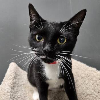 Domestic Short Hair Cats Available for Adoption - Lulu | PetCurious