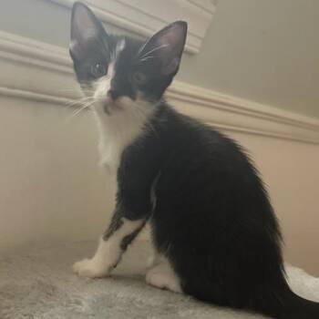 Lightning -  Domestic Short Hair Cat for Adoption in Jupiter, Florida - Lightning | PetCurious