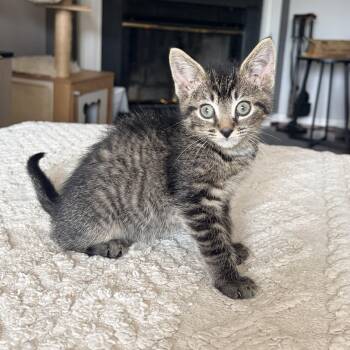Lillian -  Domestic Short Hair Cat for Adoption in Alexandria, Virginia - Lillian | PetCurious