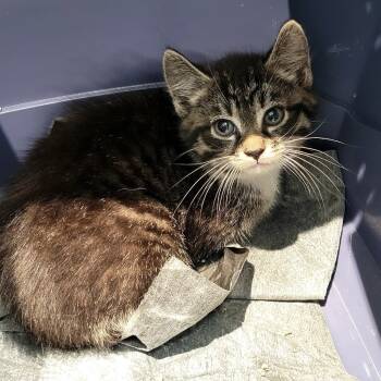 Rescue Domestic Short Hair Cats for Adoption in New York, New York - El Nene | PetCurious