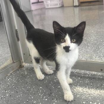George -  Domestic Short Hair Cat for Adoption in Marshalltown, Iowa - George | PetCurious