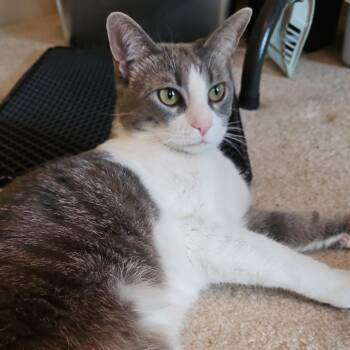 Molly -  Domestic Short Hair Cat for Adoption in Winchester, Virginia - Molly | PetCurious