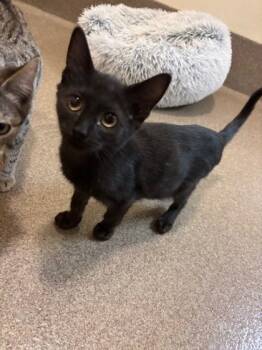 Rescue Domestic Short Hair Cats for Adoption in Everett, Washington - Lurch | PetCurious