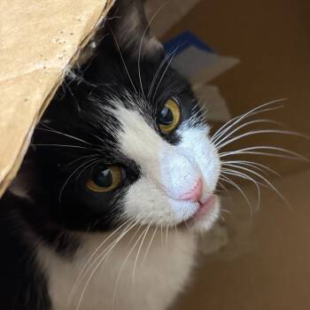 Rescue Domestic Short Hair Cats for Adoption in Decorah, Iowa - Ferdinand | PetCurious