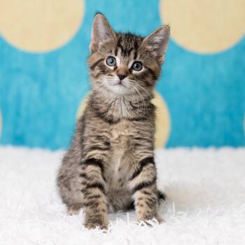 Rescue Domestic Short Hair Cats for Adoption in Saint Paul, Minnesota - Piccolina | PetCurious