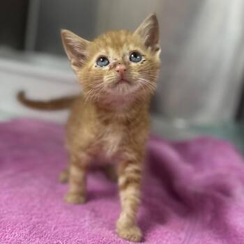 Dale Earnhardt -  Domestic Short Hair Cat for Adoption in Gadsden, Alabama - Dale Earnhardt | PetCurious