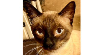 Rescue Siamese Cats for Adoption in Austin, Texas - Oscar 7 | PetCurious