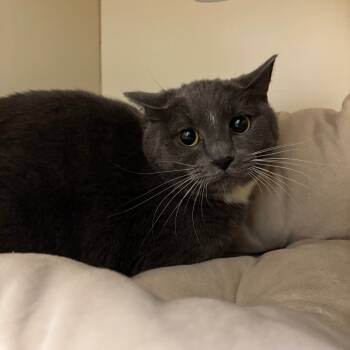 Rescue Domestic Short Hair Cats for Adoption in Waynesboro, Pennsylvania - Jinxy | PetCurious