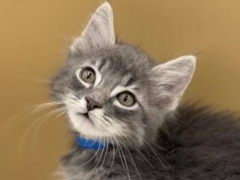 Fred -  Domestic Long Hair Cat for Adoption in Portland, Oregon - Fred | PetCurious