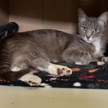 Salsa -  Domestic Short Hair Cat for Adoption in Long Beach, California - Salsa | PetCurious