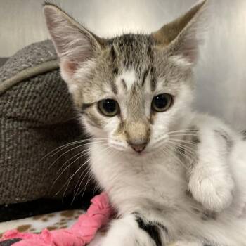 Thor -  Domestic Short Hair Cat for Adoption in West Palm Beach, Florida - Thor | PetCurious