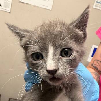 Domestic Short Hair Cats Available for Adoption in Yuma, Arizona - Socket | PetCurious