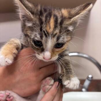 Kane -  Domestic Short Hair Cat for Adoption in Goleta, California - Kane | PetCurious