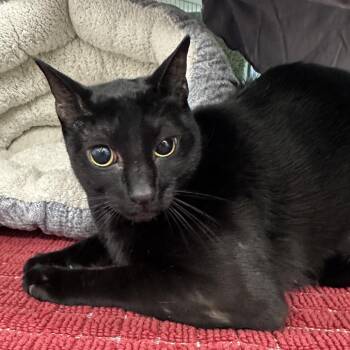 Hocus -  Domestic Short Hair Cat for Adoption in League City, Texas - Hocus | PetCurious
