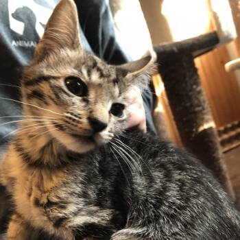 Domestic Short Hair Cats Available for Adoption - Nebula | PetCurious