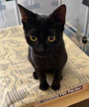 Catalina -  Domestic Short Hair Cat for Adoption in Raleigh, North Carolina - Catalina | PetCurious