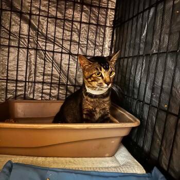 T Hawk -  Domestic Short Hair Cat for Adoption in Stephenville, Texas - T Hawk | PetCurious