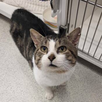 Domestic Short Hair Cats Available for Adoption - Tony 2 Toes | PetCurious