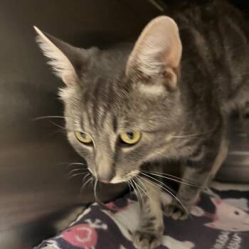 Stormy -  Domestic Short Hair Cat for Adoption in Kanab, Utah - Stormy | PetCurious
