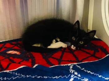 PURRANA -  Domestic Short Hair Cat for Adoption in Tustin, California - PURRANA | PetCurious
