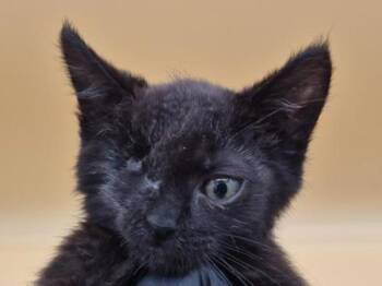 Scarf -  Domestic Short Hair Cat for Adoption in Portland, Oregon - Scarf | PetCurious