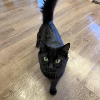 Sidney -  Domestic Medium Hair Cat for Adoption in Alma, Michigan - Sidney | PetCurious