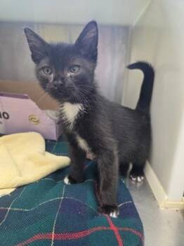 Twinkletoes -  Domestic Short Hair Cat for Adoption in Westland, Michigan - Twinkletoes | PetCurious