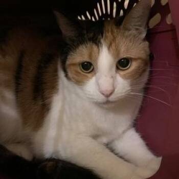 Rescue Domestic Short Hair Cats for Adoption in Midland, Texas - Casey | PetCurious