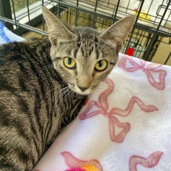 Domestic Medium Hair Cats Available for Adoption in Riverwoods, Illinois - Gali | PetCurious