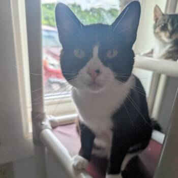 Scrim -  Domestic Short Hair Cat for Adoption in Blair, Wisconsin - Scrim | PetCurious