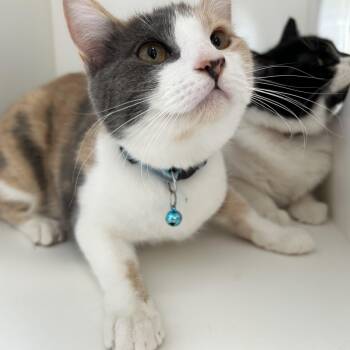 Dilute Calico Cats Available for Adoption in La Grange Park, Illinois - Red Rose (Bonded W/Dunkin) | PetCurious