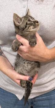 Charlie Chan -  Domestic Short Hair and Tabby Cat for Adoption in Wilmington, North Carolina - Charlie Chan | PetCurious