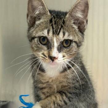 Wilson -  Domestic Short Hair Cat for Adoption in Milton, Florida - Wilson | PetCurious