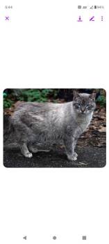 Smokey bones -  Siamese Cat for Adoption in Cromwell, Kentucky - Smokey Bones | PetCurious