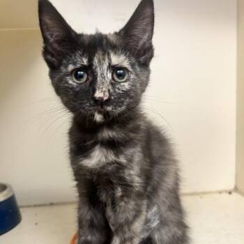 Black Amethyst -  Domestic Medium Hair Cat for Adoption in Dayton, Ohio - Black Amethyst | PetCurious