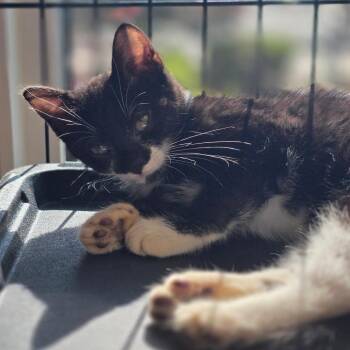 Cara Gosselin -  Domestic Short Hair Cat for Adoption in Chatham, Virginia - Cara Gosselin | PetCurious