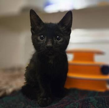 Domestic Short Hair Cats Available for Adoption in Oakland, California - Badu | PetCurious