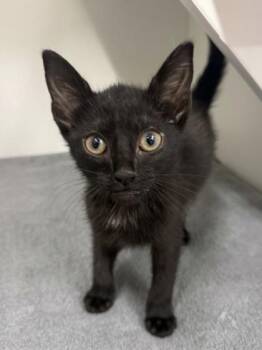Magic -  Domestic Medium Hair and Domestic Short Hair Cat for Adoption in West Chester, Pennsylvania - Magic | PetCurious
