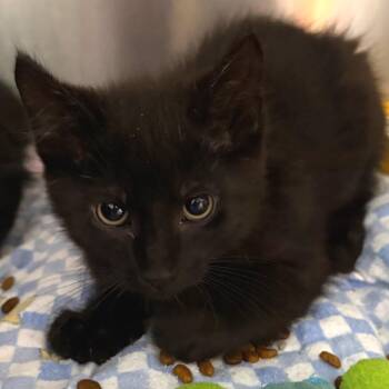 Boo -  Domestic Medium Hair Cat for Adoption in Belleville, Illinois - Boo | PetCurious