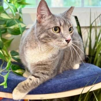 Sunshine Simpson -  Tabby and Domestic Short Hair Cat for Adoption in Friendswood, Texas - Sunshine Simpson | PetCurious
