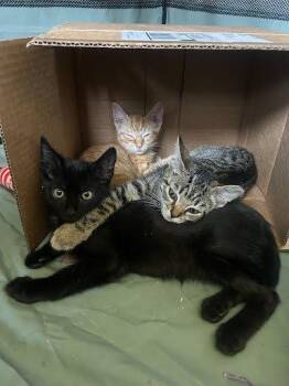 Storm -  Domestic Short Hair Cat for Adoption in Raleigh, North Carolina - Storm | PetCurious