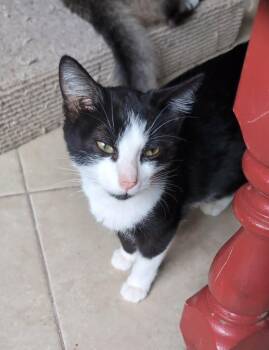 Larry -  Domestic Short Hair Cat for Adoption in Glendale, Arizona - Larry | PetCurious