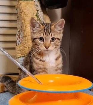 Zoey -  Domestic Short Hair Cat for Adoption in Hampton, Virginia - Zoey | PetCurious