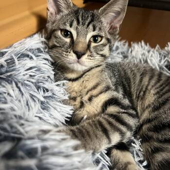 Camp -  Tiger Cat for Adoption in Honeoye, New York - Camp | PetCurious