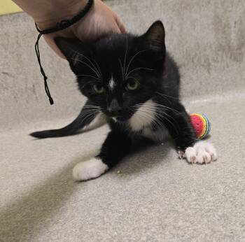 Rescue Domestic Medium Hair Cats for Adoption in Dickson, Tennessee - Jailbird | PetCurious